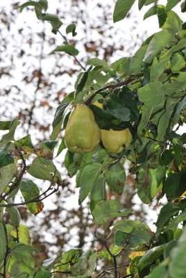 Cydonia oblonga - kdouloň obecná - plody